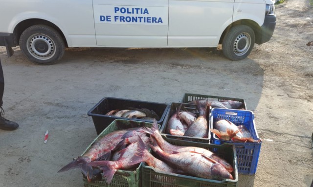 Peste 200 kg peşte, confiscate de polițiștii de frontieră