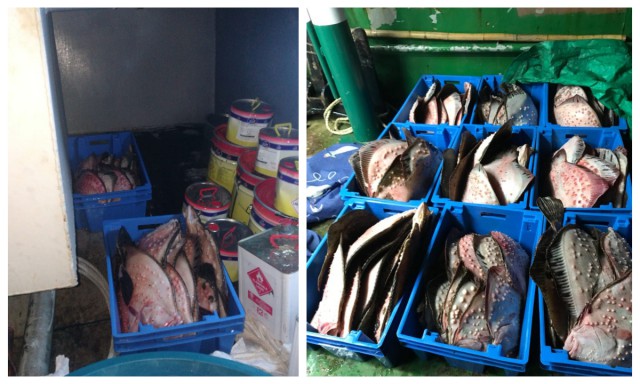 Peste 200 de kg de calcan nedeclarat, descoperit la bordul unui pescador din Portul Tomis