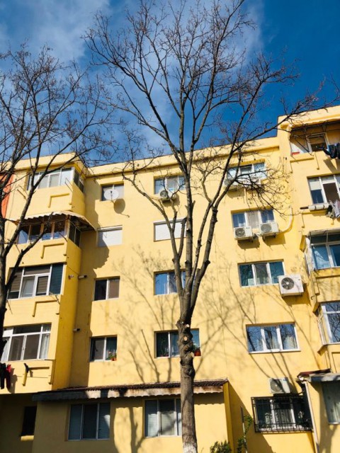 A început toaletarea copacilor și în Năvodari