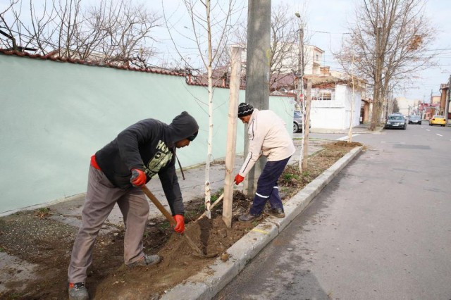 Primăria Municipiului Constanța a început plantările de primăvară