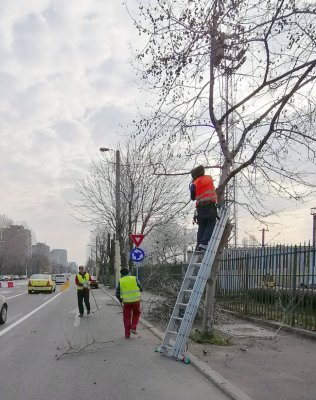 Primăria Constanţa continuă acţiunile de toaletare a copacilor