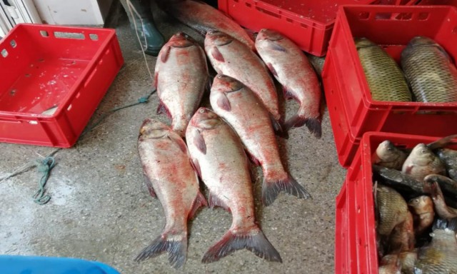 Peste 200 kg peşte, confiscate de polițiștii de frontieră