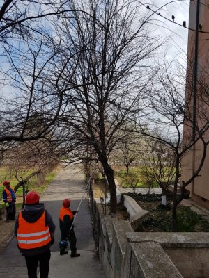 Lucrările de toaletare și corecție a arborilor continuă în municipiul Constanța