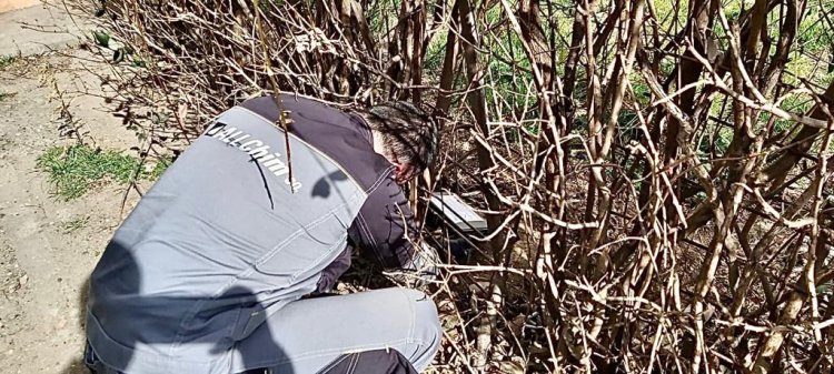 ATENŢIE, constănţeni! Se amplasează momeli toxice în mai multe zone din oraş