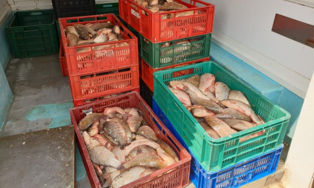 Peste 350 kg peşte și plase de pescuit, confiscate de polițiștii de frontieră