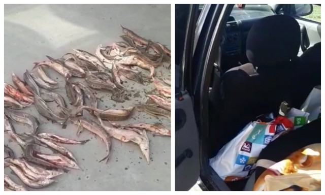 30 kg de peşte, fără documente legale, descoperite de polițiștii de frontieră