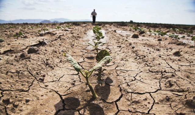 Ministerul Agriculturii: Suprafaţa agricolă afectată de secetă a ajuns la 402.981 hectare în 34 de judeţe