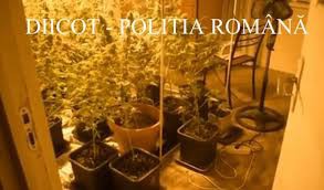 Individul care cultiva cannabis, ARESTAT preventiv