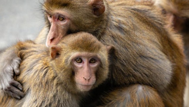 Șase maimuțe care au primit un vaccin anti-coronavirus au devenit imune la boală