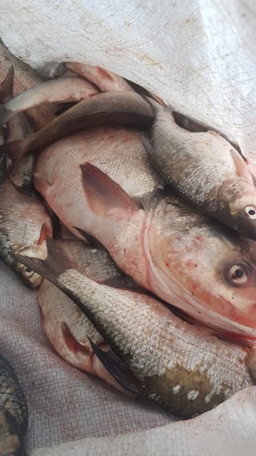 Doi indivizi au FURAT peşte dintr-o fermă piscicolă din Constanţa