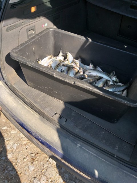 Zeci de kg de peşte, confiscate de polițiștii de frontieră