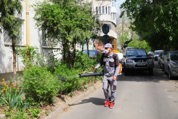 Primăria Constanța a reluat acțiunile de deratizare
