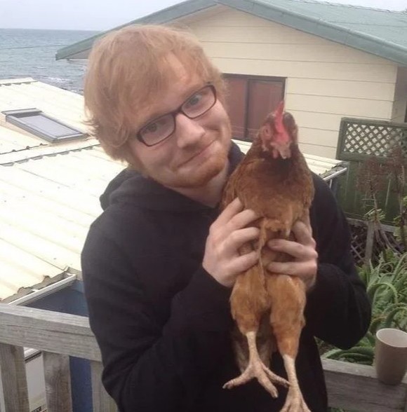 Ed Sheeran, atacat de vulpi. Acum vrea să se răzbune