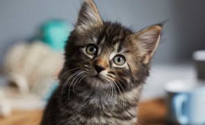 Autorităţile veterinare britanice au derulat un audit în România privind controlul oficial al exportului de animale de companie