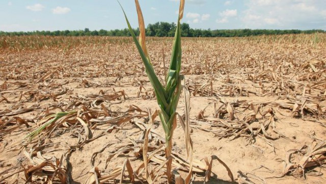 Ministrul Agriculturii: Peste 1,2 milioane hectare sunt afectate de secetă într-un grad mai mare de 30%