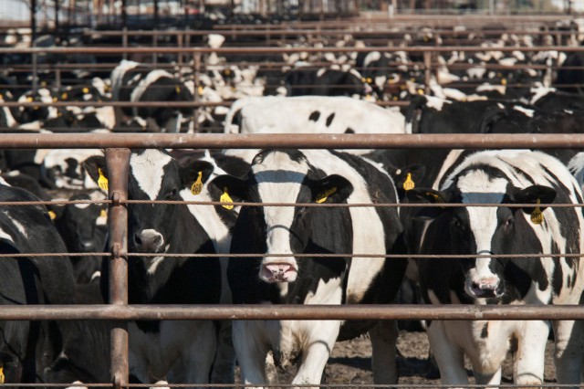 APIA: Plata ajutorului de stat în sectorul creşterii animalelor efectuată începând din 18 mai