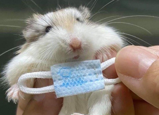 Teste pe hamsteri infectați: purtarea măștii reduce cu 60% transmiterea COVID