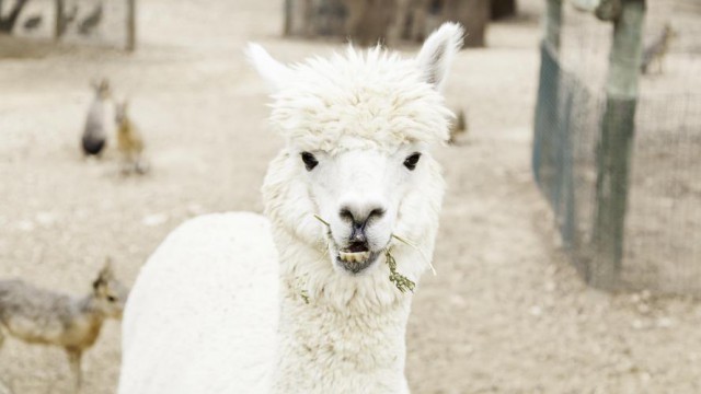 S-a descoperit arma secretă împotriva COVID-19: Lama