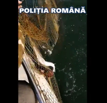 Poliția, ACȚIUNE în DELTĂ și la MAREA NEAGRĂ: Sturioni și delfini, eliberați! VIDEO