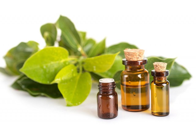 Uleiul esențial de ravintsara, antiviral natural