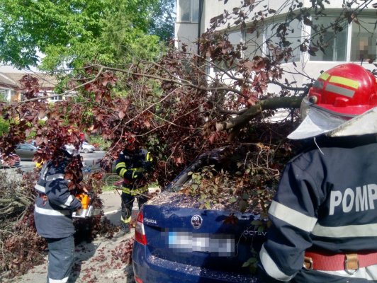 Copac căzut peste un autoturism în Tulcea
