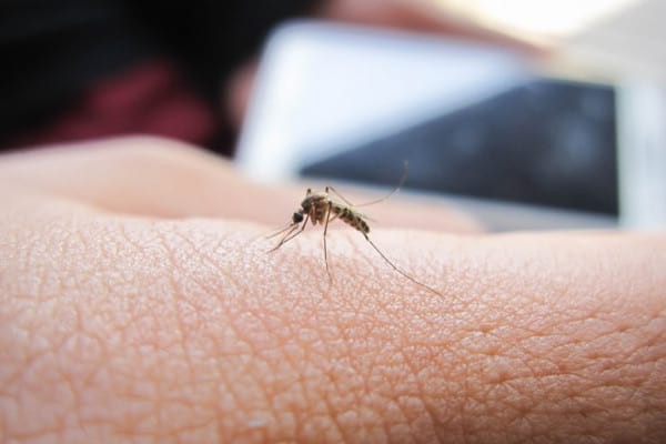 Cum ții țânțarii la distanță prin metode naturale