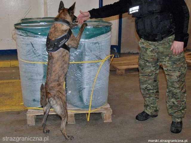 Polonia: Captură de peste 3 tone de cocaină pură, ascunsă în ananas congelat
