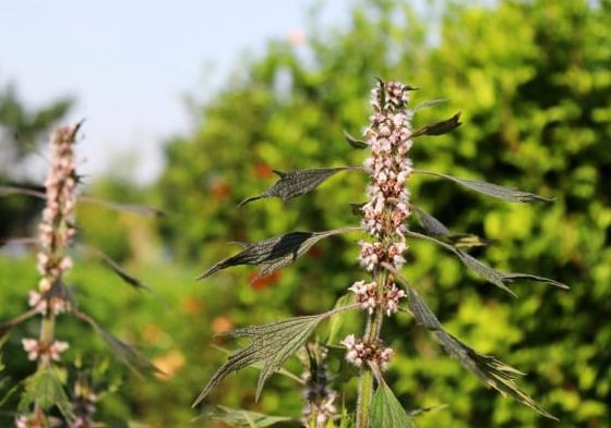 Talpa gâștei, o plantă medicinală care ajută inima