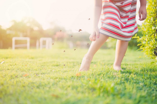 Cum previi și tratezi înțepăturile de insecte