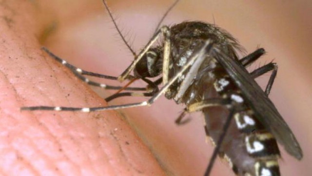 Cercetătorii au studiat dacă virusul SARS-CoV-2 se transmite prin înțepătura de țânțar. Ce au descoperit