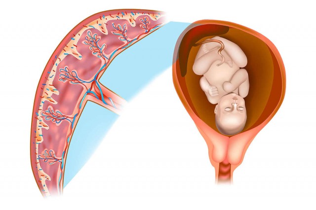 Placenta: ce este, ce funcții are și ce anomalii pot să apară