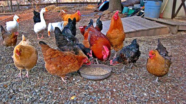 DSVSA Constanța: Comercializarea de păsări, efectuată doar de către fermele autorizate