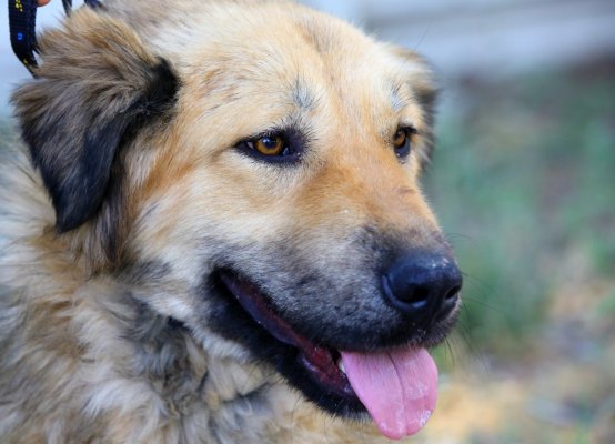Cea mai mare parte a câinilor abandonați în Constanța au fost adoptați