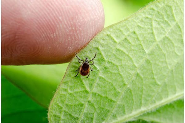 Boala Lyme și ce pericole are mușcătura de căpușă