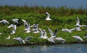 Inspectorii de Mediu au făcut PRĂPĂD în Delta Dunării: 131 de dosare penale și amenzi de peste 2 milioane de lei