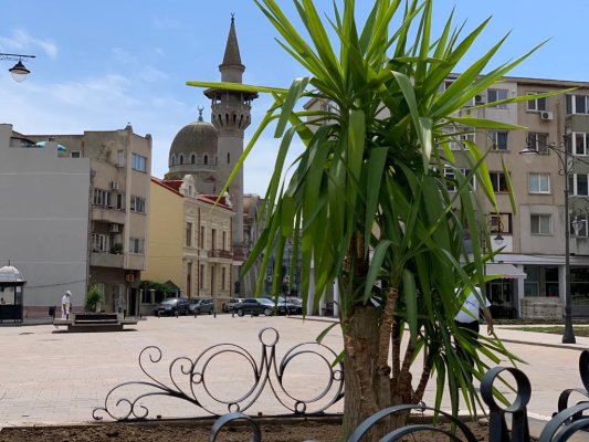 Plante ornamentale Yucca înconjurate de rocă vulcanică, în Piața Ovidiu