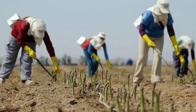 Comisia 'Sparanghelul' - Cetăţenii carantinaţi din Suceava au eludat controalele; s-au deplasat pe drumuri agricole secundare