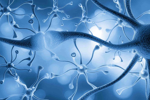 Studiu: Neuronii prosperă și în condiții de dezvoltare neprielnice
