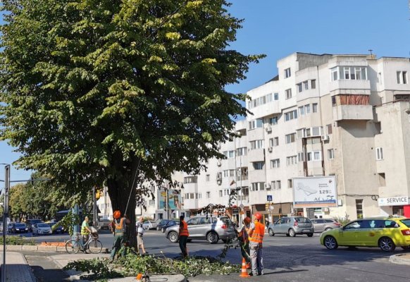 Primăria Constanța umblă la copacii din oraș. Recomandări pentru șoferi