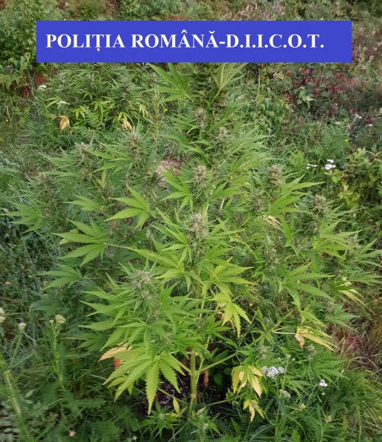 CULTURĂ de CANABIS descoperită la PERCHEZIȚII! Video