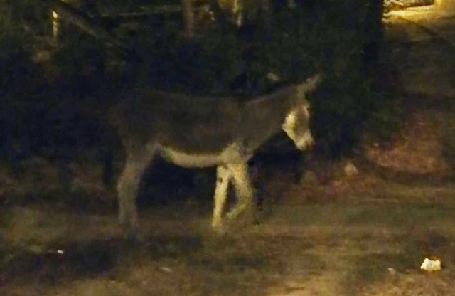 Un MĂGAR îşi căuta STĂPÂNUL pe străzile din TOMIS NORD. VIDEO
