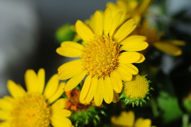 Remediile cu grindelia pot calma tusea