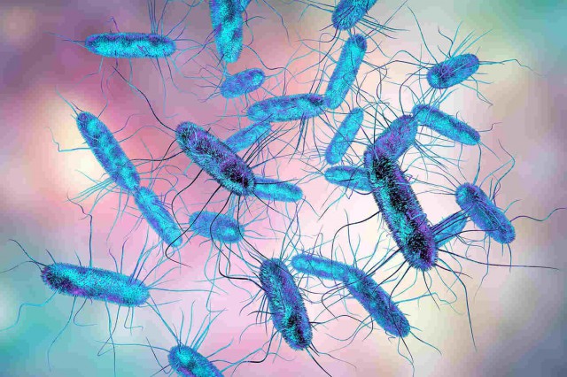 Infecția cu Salmonella: simptome, tratament, prevenție