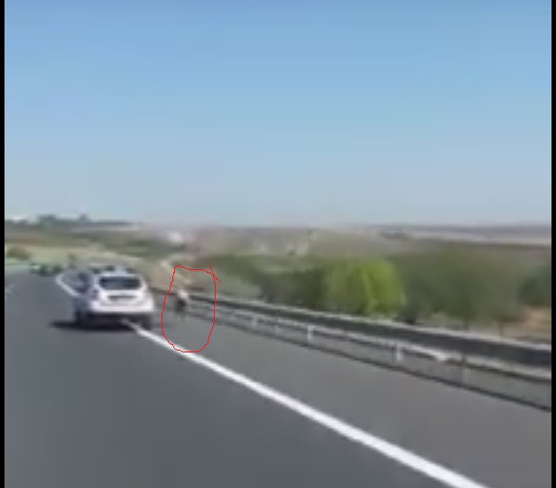 PERICOL pe A2: Şoferii au dat NAS în NAS cu un CAL nesupravegheat! Video