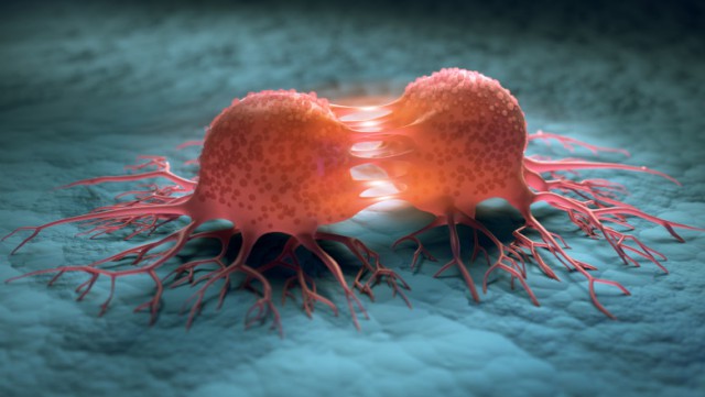 Studiu: Veninul albinelor europene poate distruge celulele celei mai grave forme de cancer la sân