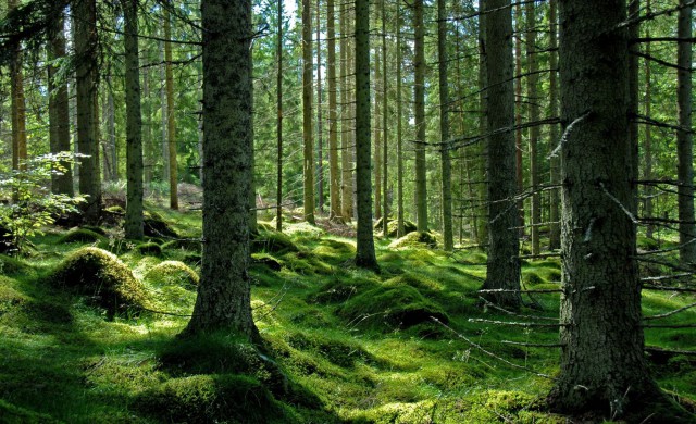 FAO: Planeta a pierdut aproape 100 de milioane de hectare de pădure în ultimele două decenii