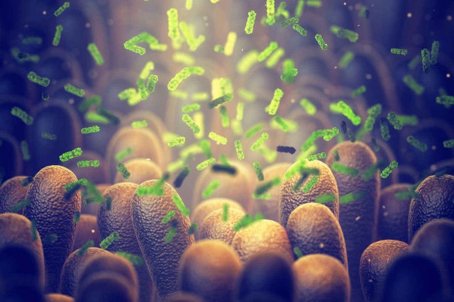 Bacteriile intestinale conlucrează pentru a depăși carențele dietetice