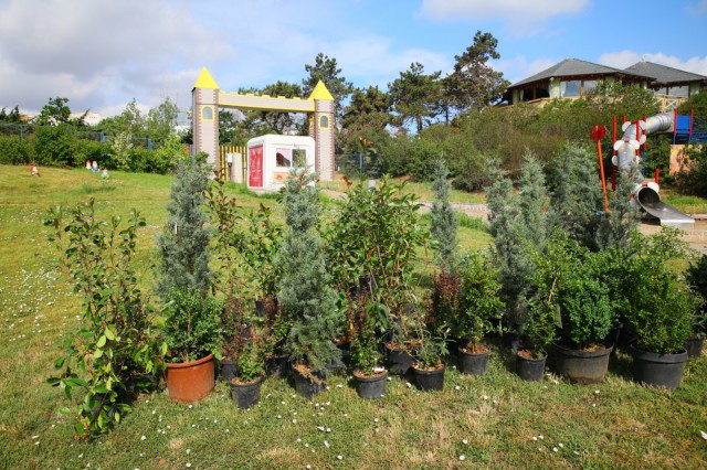 RAEDPP anunță plantările de toamnă în Țara Piticilor