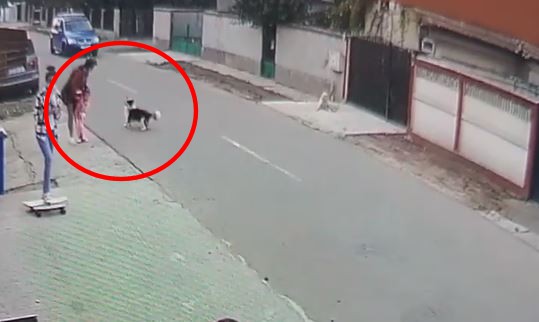 Un câine a băgat în sperieți mai mulți oameni în Valu lui Traian! VIDEO