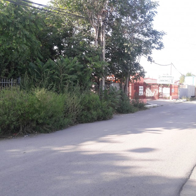 Constănţenii se PLÂNG că primăria nu ia MĂSURI împotriva ambroziei